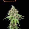 AK420 Seed Stockers