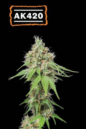 ak420-seed-stockers (1) AK420 Seed Stockers