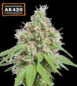 AK420