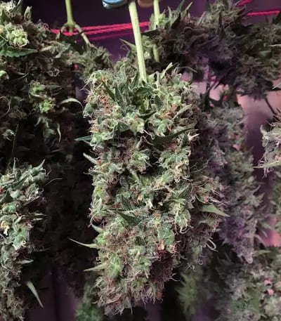 ak420_2_20260113195838_a8227825feca.jpg AK420