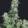 American Cookies Trikoma Seeds