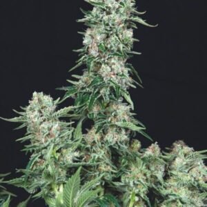 American Cookies Trikoma Seeds