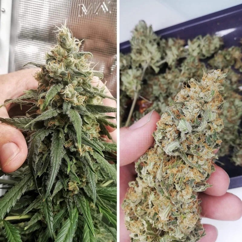 Amsterdam Amnesia 5