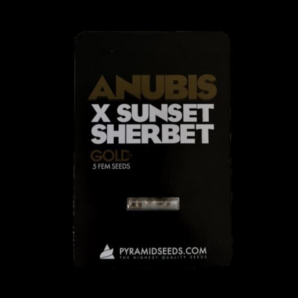 anubis_x_sunset_sherbet_2_20260117131324_f086708d37a6.jpg anubis x sunset sherbet