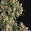 Auto AK 74 Trikoma Seeds