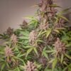 Auto Blackberry Kush®