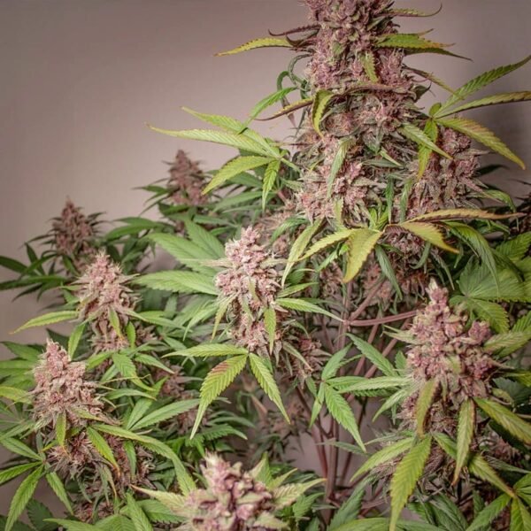 Auto Blackberry Kush®