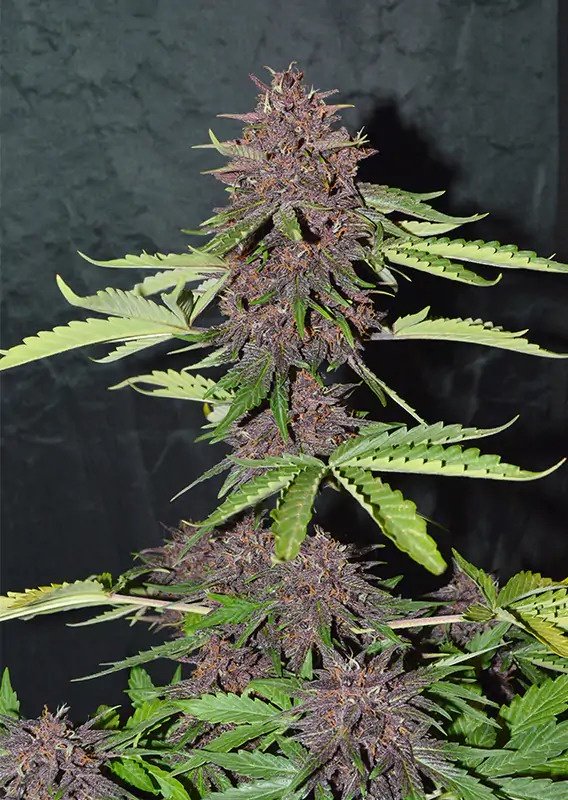 Auto CBD Blackberry Kush®