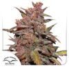 Auto CBD Blackberry Kush®
