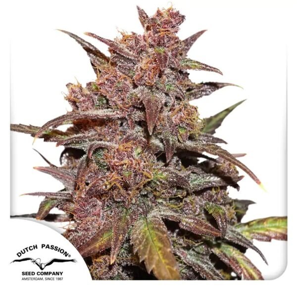Auto CBD Blackberry Kush®