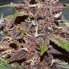 Auto CBD Blackberry Kush®