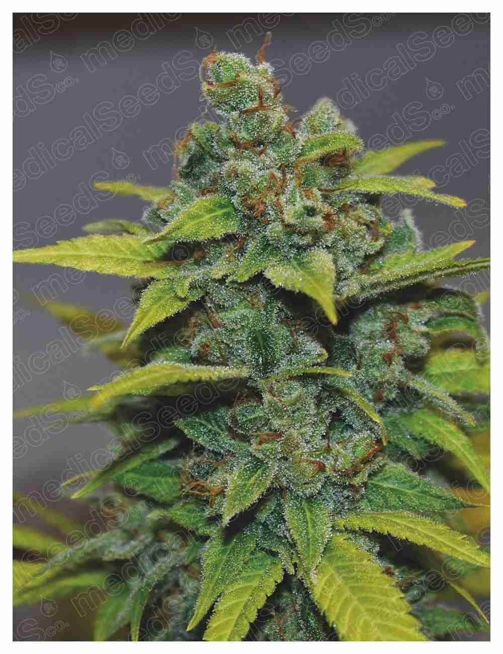 Banana Zkittlez 3