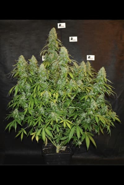 black_rainbow_2_20260113200948_f518b0efd9d7.jpg Black Rainbow