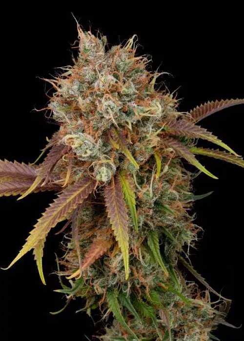 black_rainbow_3_20260113200948_12181933fc58.jpg Black Rainbow