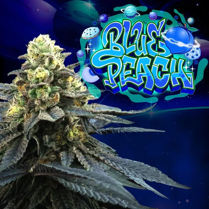 Blue Peach 4