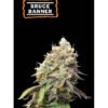 Bruce Banner Seed Stockers