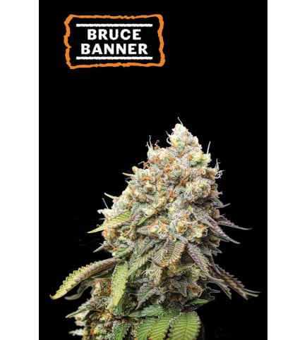 Bruce Banner Seed Stockers