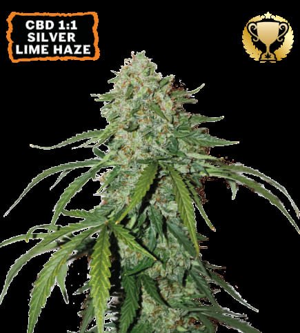 cbd_11_silver_lime_haze_auto_1_20260113200554_f7eb87d640bf.jpg CBD 1:1 Silver Lime Haze Auto