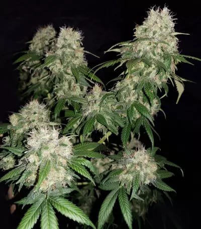 cbd_11_silver_lime_haze_auto_2_20260113200554_849800bae099.jpg CBD 1:1 Silver Lime Haze Auto