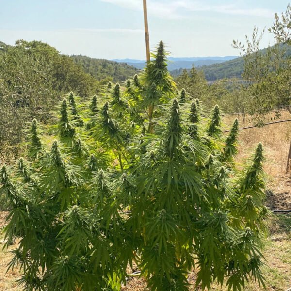 CBD Charlotte’s Angel®