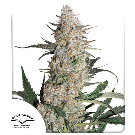 Critical Orange Punch®