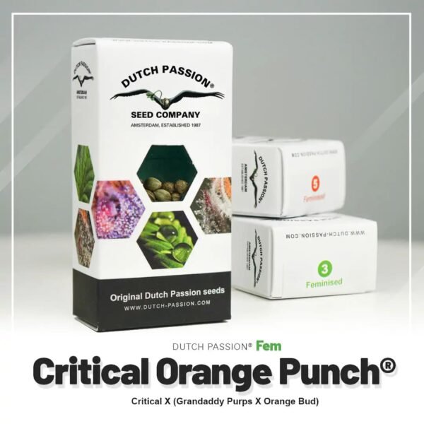Critical Orange Punch®