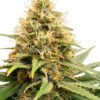crystal_white_kush_1_20260117125515_f0368689d9fa.jpg Crystal White Kush