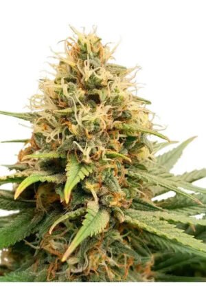 crystal_white_kush_1_20260117125515_f0368689d9fa.jpg Crystal White Kush