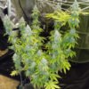 crystal_white_kush_4_20260117125515_05538fcc24d0.jpg Crystal White Kush