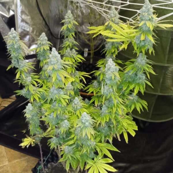 crystal_white_kush_4_20260117125515_05538fcc24d0.jpg Crystal White Kush