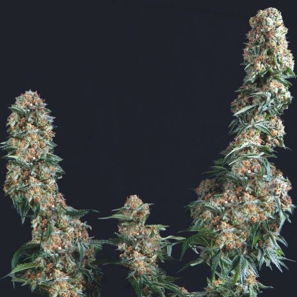 gorilla_1_20260110195248_d5ae3eb082d5.jpg Gorilla Trikoma Seeds