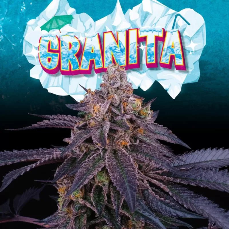 Granita 2