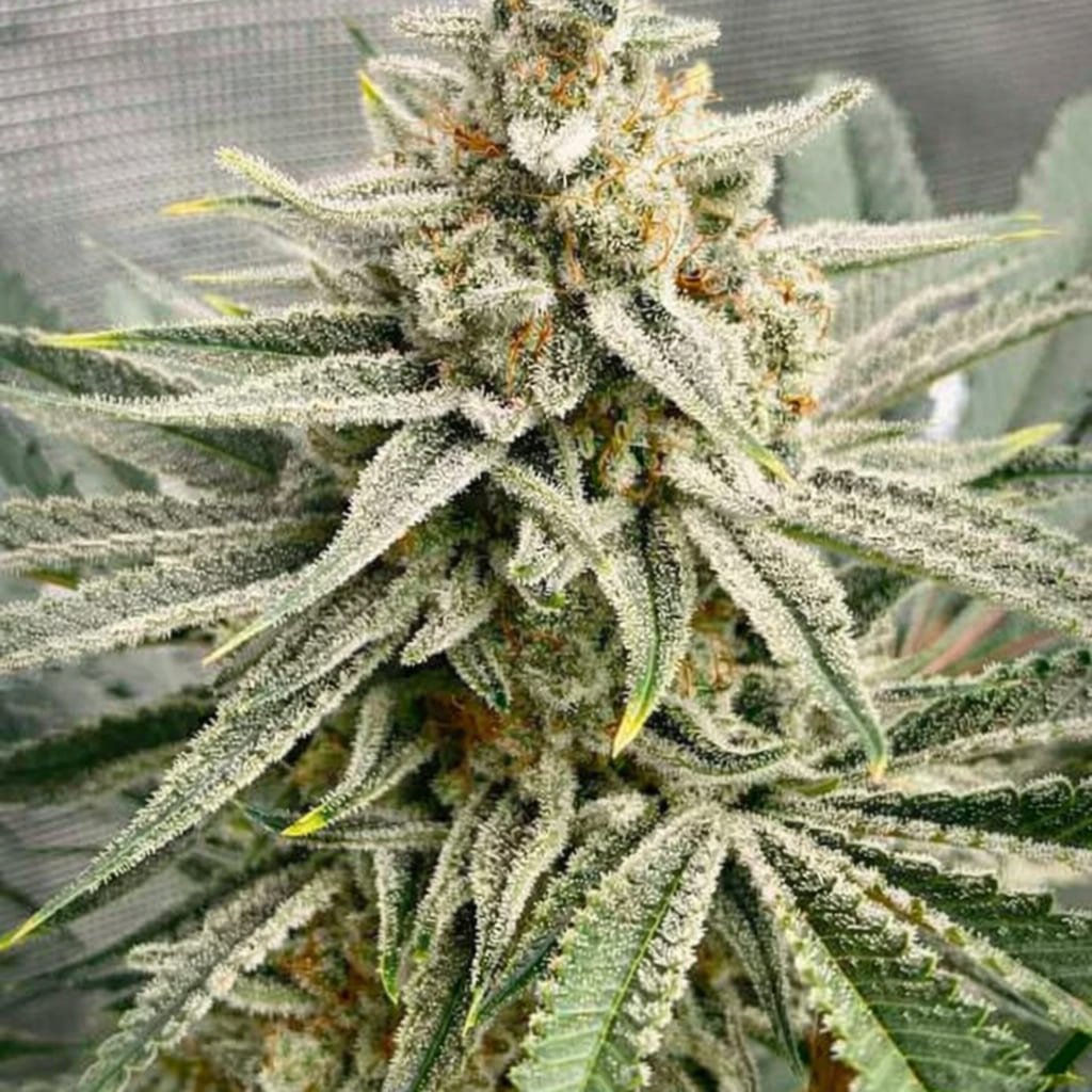 Grape Fuel 3