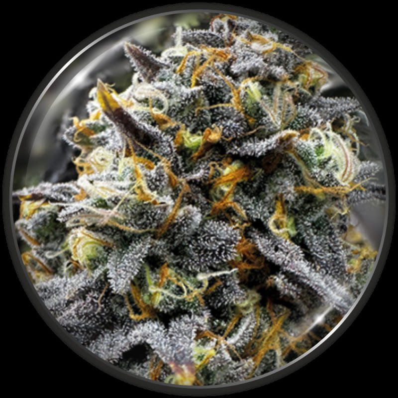 Medical Donuts 5