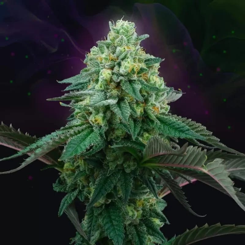 Pink Gasoline 3