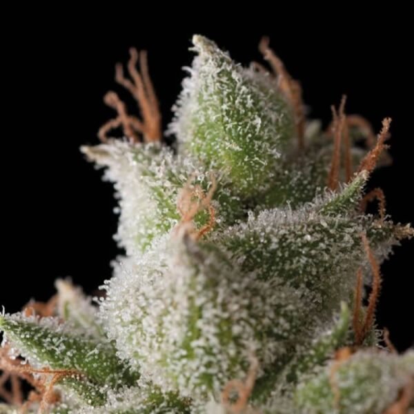 White Widow Auto Trikoma Seeds