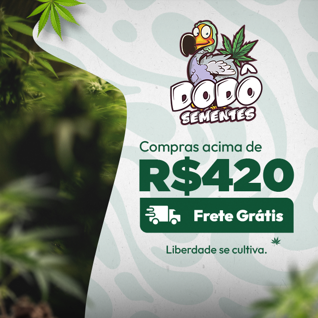FRETE GRATIS acima de 420 semente de cannabis