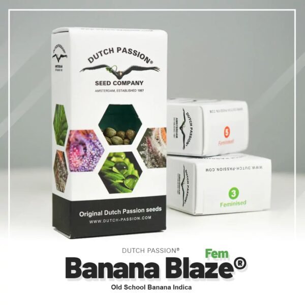 Banana-Blaze-Dutch-Passion-seed-company