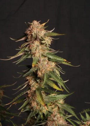 blue-moby-auto_700 blue moby auto