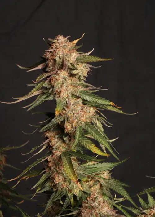 blue-moby-auto_700 blue moby auto