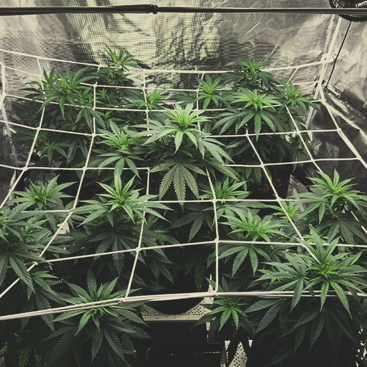 Rede de Scrog em cultivo indoor