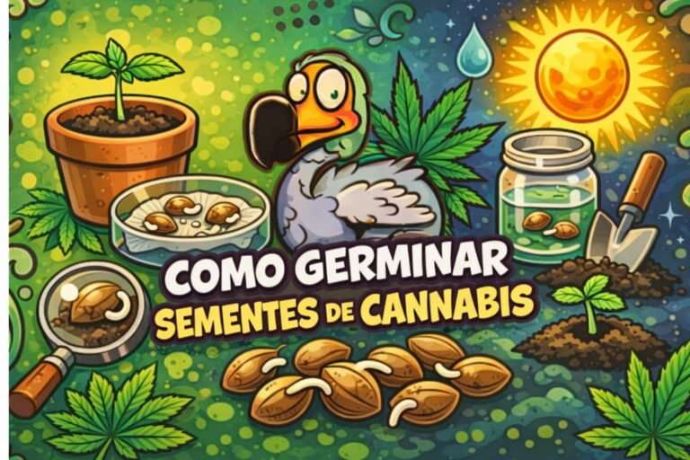 Como germinar sementes de cannabis